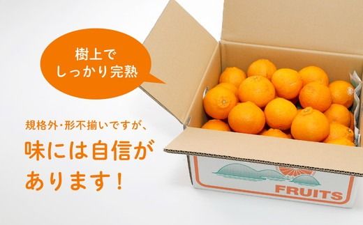 【先行受付】【家庭用】不知火（しらぬい） 5kg | みかん 柑橘 ミカン 蜜柑 mikan 果物 フルーツ 糖度 甘い でこぽん デコポンと同品種 愛媛県 伊方町 Misaki Base ※2025年2月中旬～3月中旬頃に順次発送予定 ※離島への配送不可