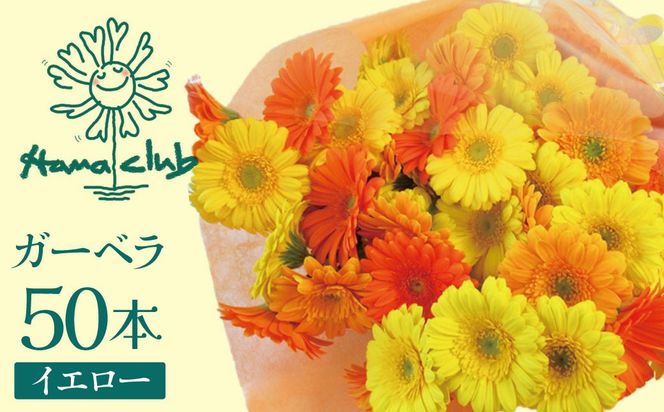 【ラッピング付】生花 イエローオレンジガーベラ の花束 50本 日付指定可能 ギフト プレゼント ラッピング 産地直送 インテリア お花 フラワー ボリューム満点 H193-003