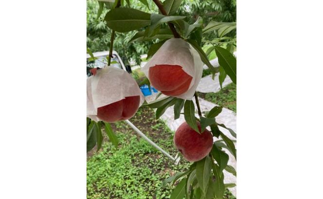 【2026年8月発送】品種おまかせ（白鳳、あかつき、なつっこなど）秀品 約3kg 6～11玉 桃 もも 果物 信州 長野