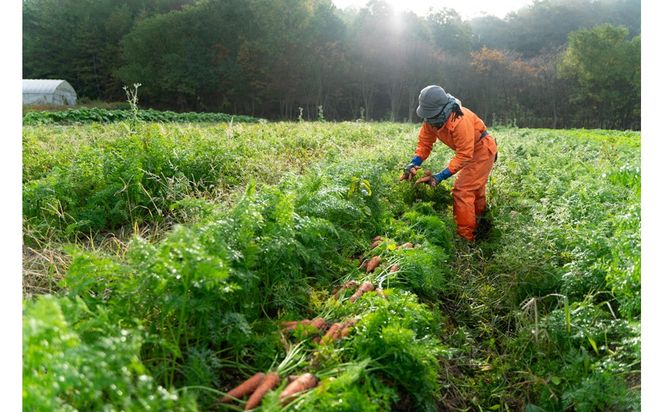 【先行予約（2026年12月上旬～順次発送）】＜てんとうむしばたけ＞有機にんじん5kg　BR00082