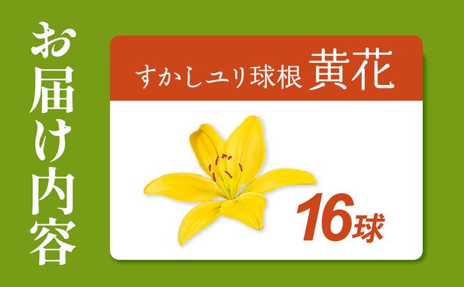 【期間限定】ユリ球根 すかしユリ 黄花16球 送料無料 黄