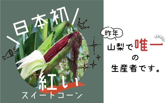 GN002【ふるさと納税】【2026年先行予約】山梨県都留市産 紅いスイートコーン 大和ルージュ｜希少な赤いとうもろこし 甘い スイートコーン トウモロコシ 産地直送 送料無料【浅田農園】　