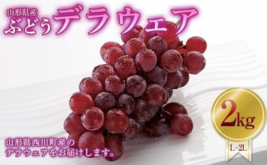 FYN9-630 山形県 西川町産 デラウェア 2kg(12～16本) L～2L 箱詰め 2026年8月中旬から順次発送 葡萄 ぶどう 種無し 果物 くだもの フルーツ 自宅 家庭