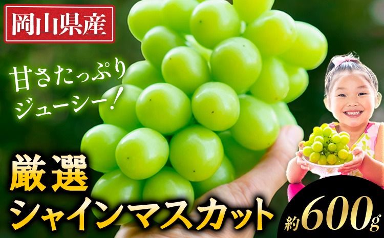 [2025年出荷先行予約] 厳選 シャインマスカット 約600g ぶどう マスカット フルーツ 先行予約 2025 果物 岡山 不揃い 晴王 ブドウ シャイン 先行予約 お手頃---ofn_cwsmx_ae911_25_9000_h6---