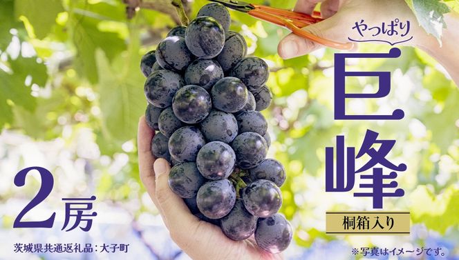 y錧vszy˔z  Q[ y2026N7{Jnz(錧ʕԗiFq) Ԃǂ  uhE t[c ʕ XC[c Mtg p 蕨 v[g