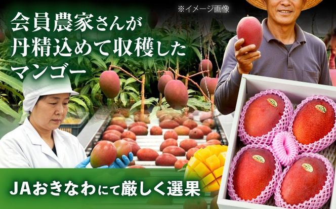 【先行予約 2026年発送 予約受付】 完熟マンゴー 約2kg (4～6玉 / 化粧箱・秀品) マンゴー 沖縄 果物 フルーツ ギフト 沖縄市 / ちゃんぷる～市場 [BCAA004]