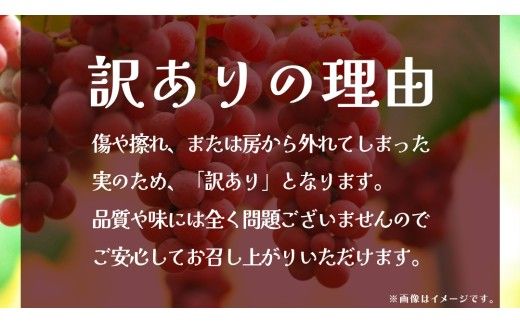 【 訳あり 】 クインニーナ 3kg 【2026年9月発送開始】(茨城県共通返礼品：大子町) ぶどう 葡萄 ブドウ 果物 フルーツ 果実 ワケあり ご自宅用 ご家庭用 自分用
