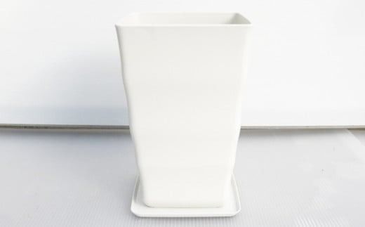沖縄の観葉植物 人気のフィカス フランスゴム7号　角鉢