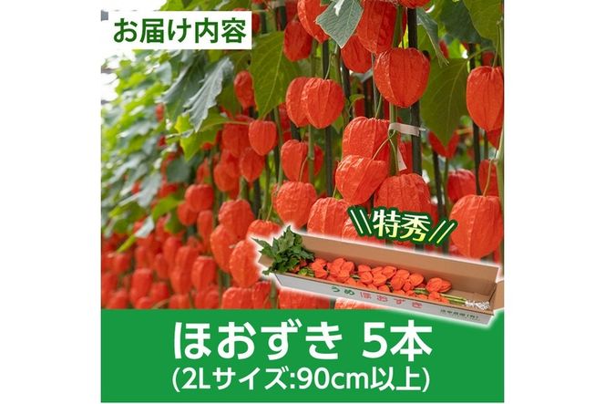 ＜先行予約受付中！お盆前頃に発送予定＞驚きの大きさ！ 宇目産ほおずき(5本・2L) 生花 お盆 仏花 鬼灯 お盆飾り お供え 盆 ホウズキ 盆 飾り 切花 切り花 大分県 佐伯市【BZ63】【清幸農園】