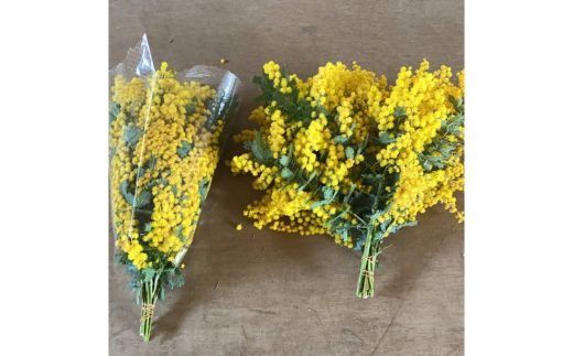 ミモザのブーケ 10本セット ※2026年3月中旬～4月中旬頃に順次発送予定 ※離島への配送不可