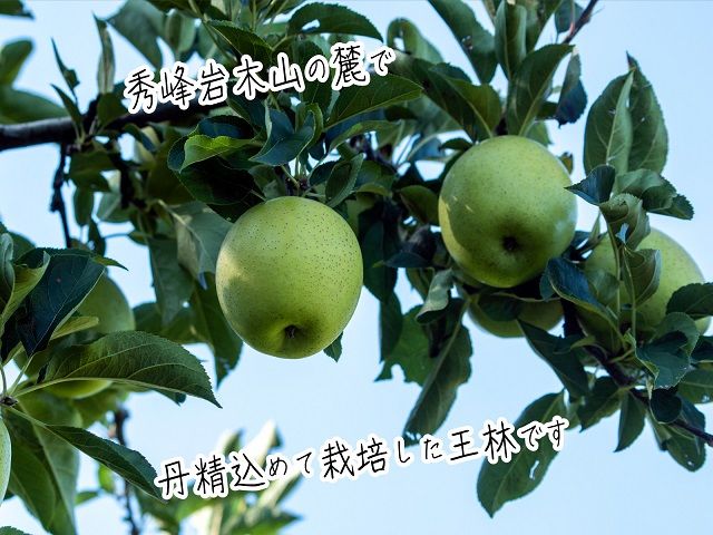 りんご 青森 王林 リンゴ 約 5kg (12～18玉) 青森県 鰺ヶ沢町産 西樹園 フルーツ 果物 果物類 白神山地 林檎