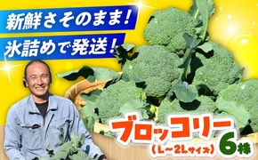 【先行予約】　【30箱限定】ブロッコリーLサイズ6株氷詰め《築上町》【下田農園】[ABDX001]