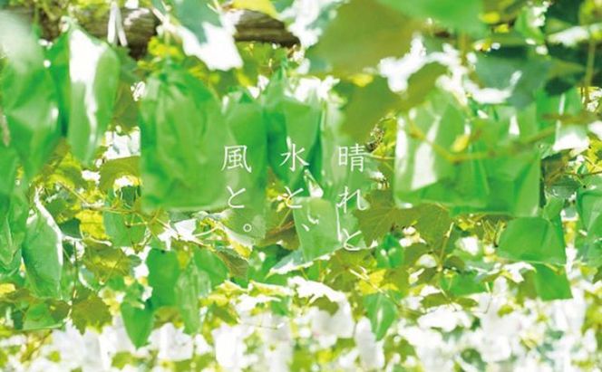 訳あり クイーンニーナ 2～3房 合計1.1kg以上 産地直送 朝採れ ぶどう 葡萄 岡山 Kawahara Green Farm 岡山県産 2026年 先行予約