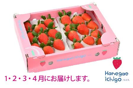 【先行受付 R9年1月より発送 農家直送】【4回定期便】さがほのか220g×2パック【いちご 苺 イチゴ 果物 フルーツ スイーツ デザート ふるさと納税】(H117103)