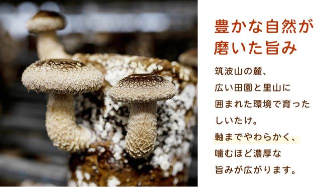 ＼ 選べる 内容量 ／産地直送！軸まで美味しい『軸王しいたけ』サイズ混合 (約500g/約1kg) しいたけ 椎茸 シイタケ きのこ キノコ 野菜 軸が太い 軸まで食べられる 特大 肉厚 旨味 菌床 国産 ぷりぷり ステーキ 椎茸ステーキ 新鮮 BBQ バーベキュー バター焼き 網焼き きんぴら オイル漬け