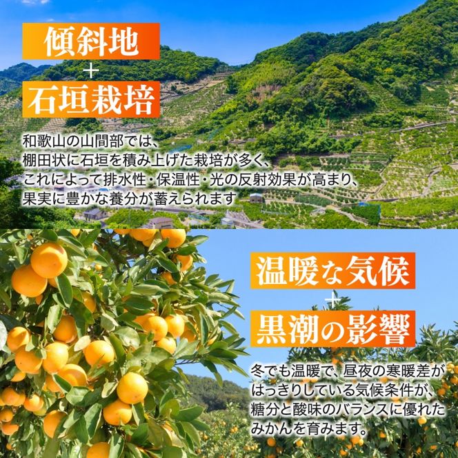  【和歌山県産】訳あり 温州みかん 1kg お試しに♪ (早生・中生・晩稲)【S～2Lサイズおまかせ】【2025年10月中旬～2026年2月下旬頃までに順次発送】＜味好農園＞/ 「おてんば娘」みかん 蜜柑 柑橘 温州みかん 訳あり 果物 フルーツ 甘い 果汁溢れる【agy037】