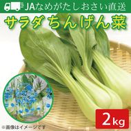 【2026年10月より順次発送開始】JAなめがたしおさい直送「サラダちんげん菜」約2kg｜サラダ さらだ チンゲン菜 ちんげん菜 野菜 やさい 直送 旬 茨城県 行方市(AE-49)