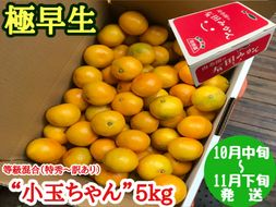 【極早生・有田みかん】小玉ちゃん 約5kg (等級混合・2S～4Sサイズ混合)_ZF6017n