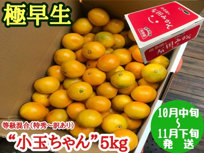 【極早生・有田みかん】小玉ちゃん 約5kg (等級混合・2S～4Sサイズ混合)_ZF6017n