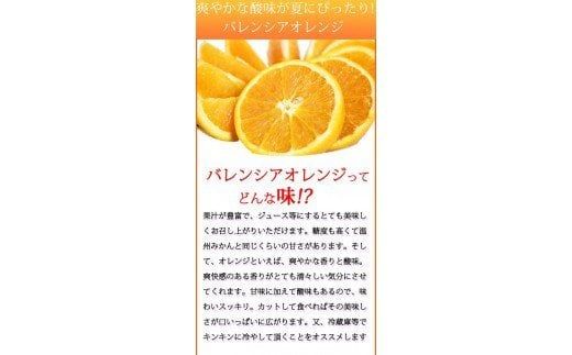  【先行予約】 秀品 希少な 国産 バレンシア オレンジ 2.5kg / みかん フルーツ 果物 柑橘 ※2027年6月下旬〜7月上旬頃順次発送（お届け日指定不可） ※離島への配送不可【uot752】