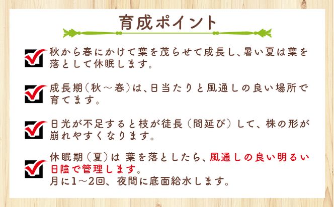 塊根植物 ユーフォルビオイデス オトンナ 塊根植物 植物 黒鬼城 オトンナ属 強健種 インテリア ナチュラル 自然 グリーン 観葉植物 おしゃれ 癒し かわいい 多肉植物  サキュレントフィールド Succulent field 高知県 香南市 常温 cc-0003