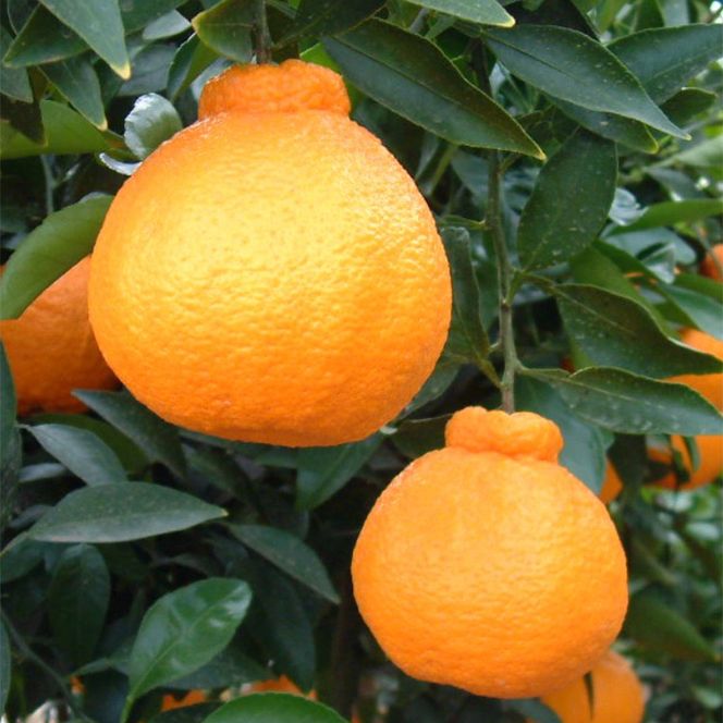 ZE6378n_有田の不知火(しらぬひ) 【訳あり　家庭用】　3kg (S～4Lサイズ混合)まごころ手選別