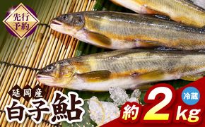 【先行予約】2026年10月下旬より発送開始【冷蔵】白子鮎約2kg N070-YB358-1