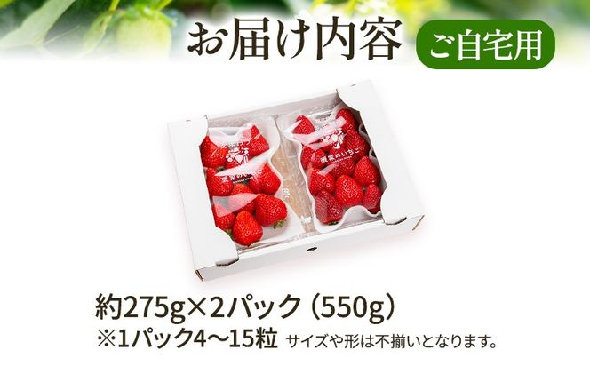 あまおう 約550g（約275g×2パック）（先行受付／2025年1月以降順次発送予定）いちご 大粒 不揃い 苺 イチゴ 福岡高級 フルーツ 土産 福岡県