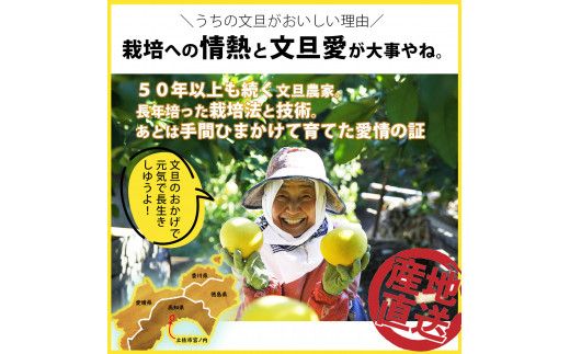 【先行予約】＼果樹園直送／ 贈答品 土佐文旦 約10kg  大玉 4L～3Lサイズ (13～18個入り)〈2027年2月中旬～3月下旬頃発送〉  /【白木果樹園】 [BQAI004]