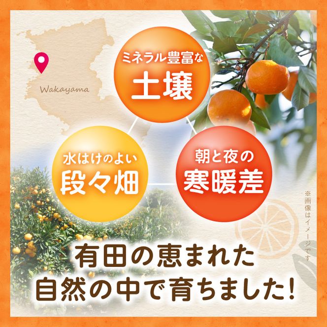 《2026年11月中旬～2027年1月中旬頃に順次発送予定》【2026年先行予約】ご家庭用有田みかん箱込み約3kg_AN6117