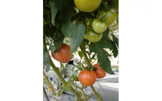 【先行予約】京丹後産・京トマト 4kg（12～24玉） 春夏発送（2026年5月中旬～発送）　JK00034