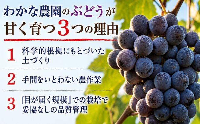 【園主厳選・特秀】奇跡のぶどう スチューベン 2kg　最高糖度22度超！ わかな農園