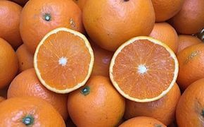 和歌山県産 有田の清見 約10kg 家庭用