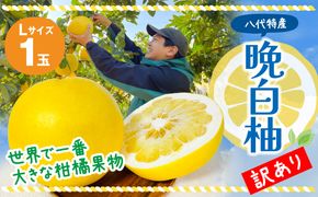 【先行予約】 【訳あり】 晩白柚 Lサイズ 1玉 ばんぺいゆ 柑橘 果物 果実 くだもの フルーツ 熊本県産 八代市 特産品 【2026年12月上旬より順次発送】