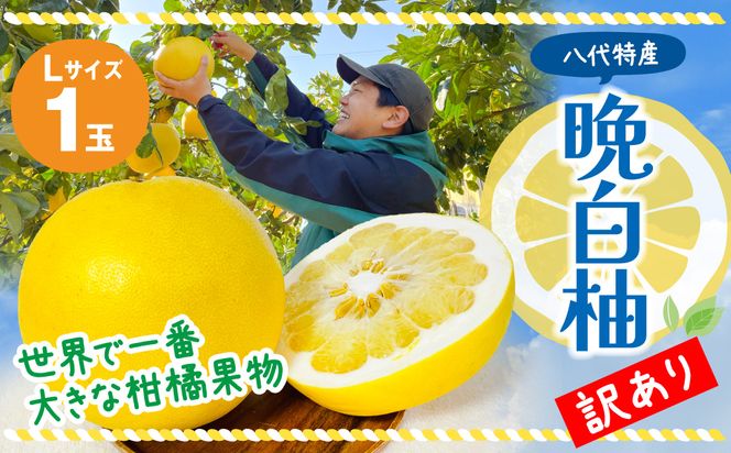 【先行予約】 【訳あり】 晩白柚 Lサイズ 1玉 ばんぺいゆ 柑橘 果物 果実 くだもの フルーツ 熊本県産 八代市 特産品 【2026年12月上旬より順次発送】