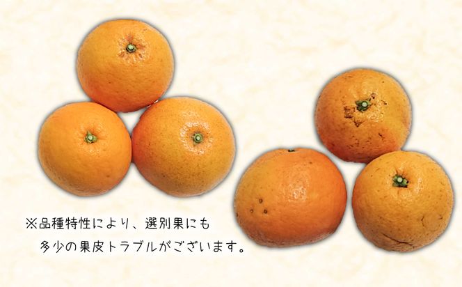 淡路島なるとオレンジ 4kg 【発送時期2026年3月～4月頃】