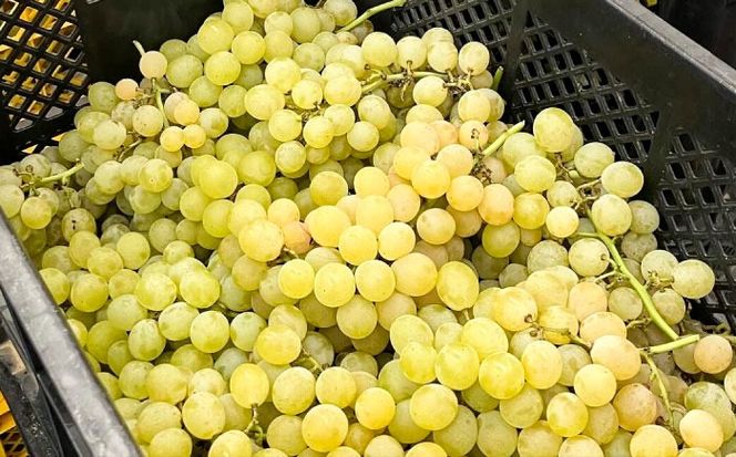 【糸島マスエワイナリ】STILL 白 Koshu Muscut 2本 糸島市 / いとしのいとしま[AEP002] 白ワイン 国産 ワイン 辛口  白 マスカット 甲州 魚介 糸島 ワイナリー