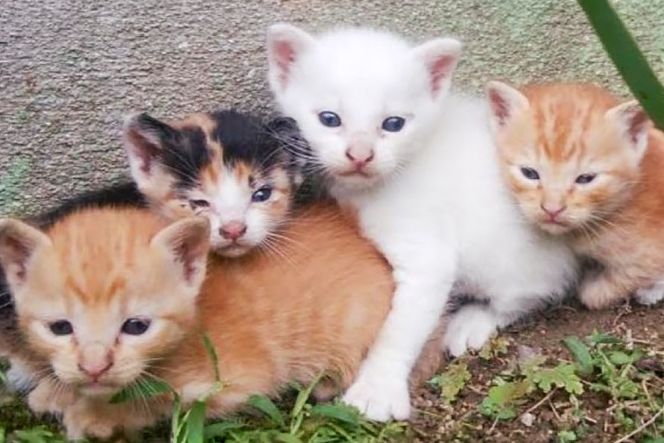 保護猫 支援 猫保護活動への支援 ポストカード [地域ねこサポート会ちくしの 福岡県 筑紫野市 21761293] 保護 動物 猫 応援 ネコ ねこ ペット動物愛護 愛護 保護活動 クリポス メール便 メール便対応