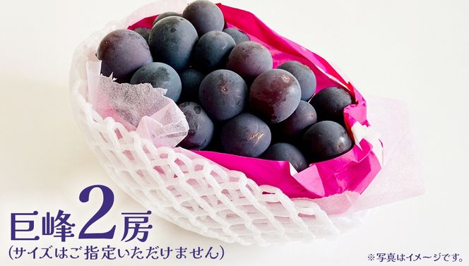 巨峰 ２房 【2026年7月上旬発送開始】(茨城県共通返礼品：大子町) ぶどう 葡萄 ブドウ フルーツ 果物 スイーツ