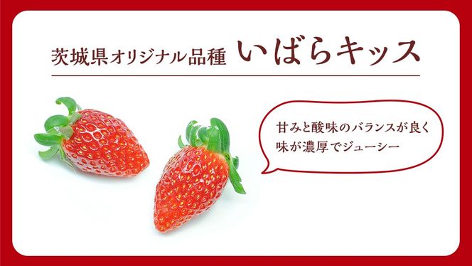 【 茨城いちごグランプリ 受賞 農園 】 完熟 いばらキッス 4パック 茨城県オリジナル品種 イチゴ 苺 フルーツ 果物 果実 [DY003ci]