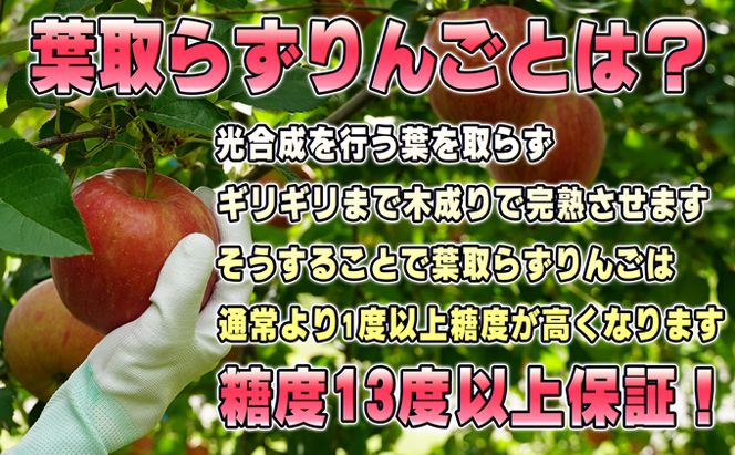 1月発送【糖度保証】家庭用 葉取らず サンふじ 約10kg【訳あり】【鶴翔りんごGAP部会 青森県産 津軽産 リンゴ 林檎】 果物 希少 完熟 JGAP認証 安心 丸かじり 甘い 高糖度 