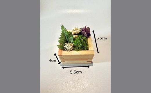 升コケ‐小‐(インテリア グリーン 観葉 植物苔 こけ コケ)【002428】