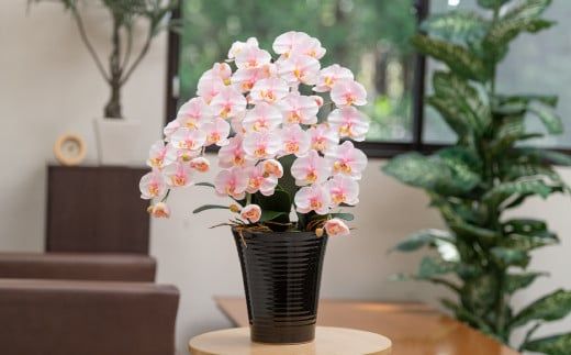 光触媒胡蝶蘭「誉(ほまれ)」【選べるカラー】 白黄／絞りピンク 【選べるラッピング】　E-279