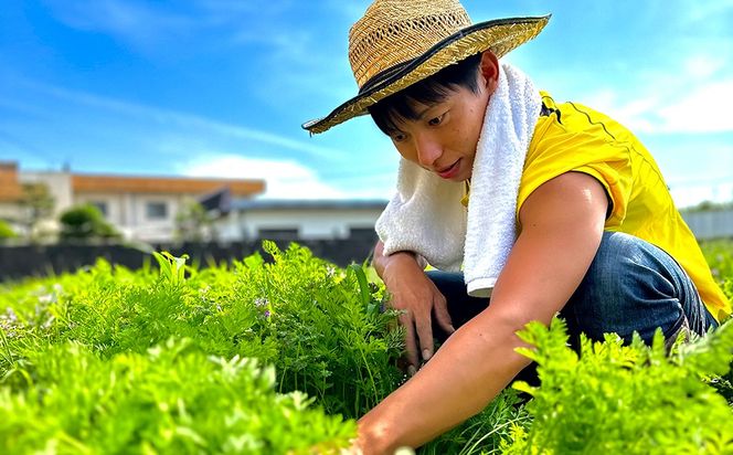 【定期便2回（夏・冬）】つかさ農園 季節のお野菜詰め合わせ（6～8種） ※北海道・沖縄・離島への配送不可