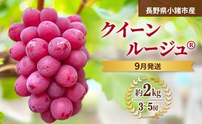 【先行予約／2026年9月発送】クイーンルージュ(R)約2kg 3～5房 重量保証 信州 小諸 果物 フルーツ ぶどう ブドウ 種無し 甘い 完熟 季節限定 贈答用 大粒 産地直送 新鮮 お取り寄せ こだわり ギフト