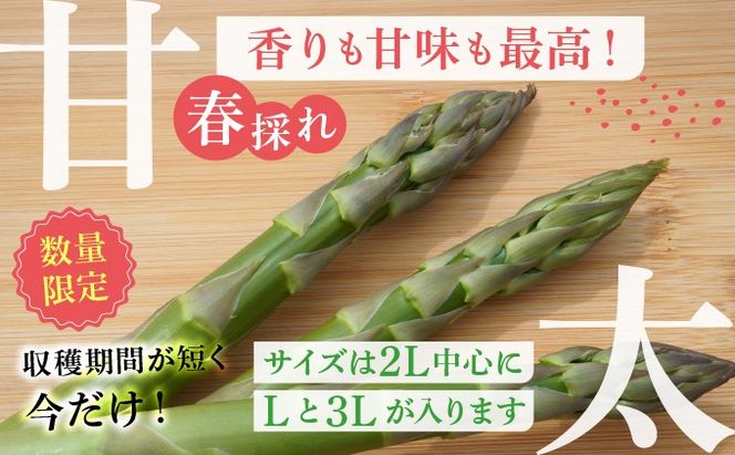 【2026年先行予約】太くてあまーい 北海道産 春芽 アスパラ (約2kg／LL以上中心＋3L・L混合 ) 先行予約 新鮮 採れたて直送 旬 野菜 あすぱら 農家直送 北海道  Farm&Firm かたもと 伊達市