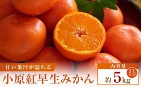 【先行受付2026年】【大収穫祭・特別企画】小原紅早生みかん「ちょっと大きな2Lサイズ」約5kg 372013_T006-813J