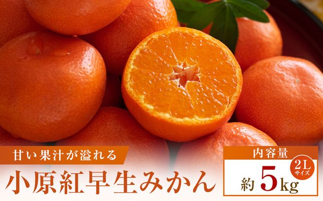 【先行受付2026年】【大収穫祭・特別企画】小原紅早生みかん「ちょっと大きな2Lサイズ」約5kg 372013_T006-813J