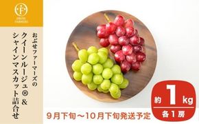 クイーンルージュ® &シャインマスカット 詰合せ 各1房 約1kg ［おぶせファーマーズ］ 果物 フルーツ くだもの ぶどう 葡萄 ブドウ クール便 冷蔵便 令和7年産 【2025年9月下旬～10月下旬発送】 ［F-541］