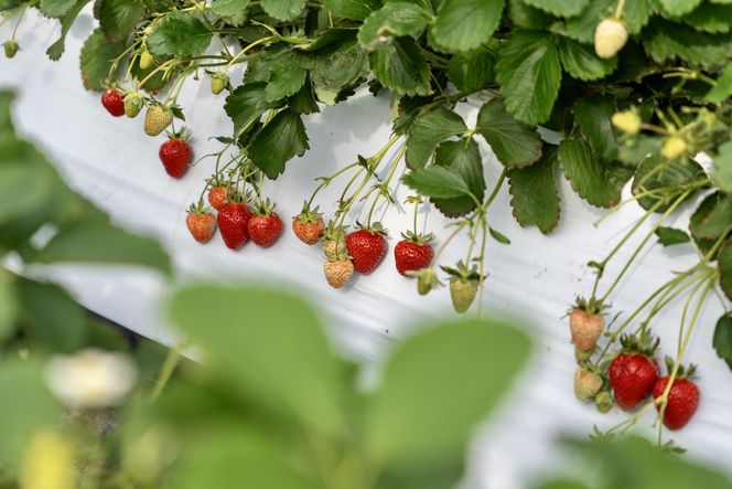 【オーガニックnico】有機栽培のいちご狩り1名分(2026年3月～4月開催)｜京都 大原野 いちご 食べ放題 人気 おすすめ [ 有機いちご 40分いちご狩り＋お土産付き 幼児は無料 人気 おすすめ 果物 フルーツ フルーツ狩り ふるさと納税 ] 261009_B-SR04